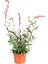 Sarı Begonvil+ Gaura Çiçeği2'li Set Dış Mekan Bitkisi (Begonvillia) 3