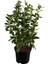 Viburnum Kartopu+ Gaura Çiçeği 2'li Set Dış Mekan Bitkisi 2