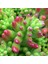 TNC Garden Groups Sedum Rubrotinctum – Jelibon Sukulent  90 Adet 2