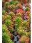 TNC Garden Groups Sedum Rubrotinctum – Jelibon Sukulent  90 Adet 3