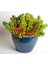 TNC Garden Groups Sedum Rubrotinctum – Jelibon Sukulent  90 Adet 4