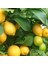 Yediveren Limon Fidanı 2 Adet 3 Yaş Tüplü ve Aşılı 1