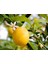 Yediveren Limon Fidanı 2 Adet 3 Yaş Tüplü ve Aşılı 2