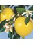 Yediveren Limon Fidanı 2 Adet 3 Yaş Tüplü ve Aşılı 3
