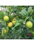 Yediveren Limon Fidanı 2 Adet 3 Yaş Tüplü ve Aşılı 4