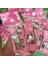 Anime Figürü Karikatür Hellow Kittys Cinnamoroll Kuromi Mellody Aksiyon Figürü Figürleri Anahtarlık Anahtarlık Kolye Çocuk Oyuncakları (Yurt Dışından) 4