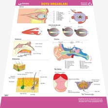 Gürbüz Yayınları Duyu Organlarımız 70 x 100 cm