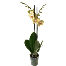 Betonish - Phalaenopsis 'Torino' - Çift Dal Orkide