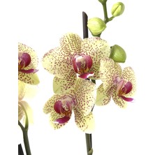 Betonish - Phalaenopsis 'Pulsation' - Çift Dal Orkide