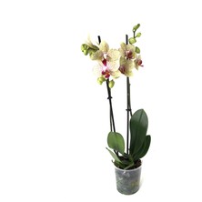 Betonish - Phalaenopsis 'Pulsation' - Çift Dal Orkide