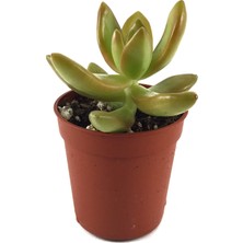 Betonish Sedum Adolphi (Sukulent)