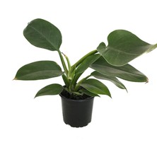 Betonish Philodendron 'Imperial Green'