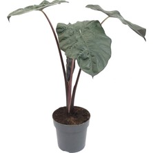 Betonish Alocasia Sarawakensis 'Yucatan Princess' (Fil Kulağı)
