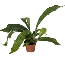 Betonish Platycerium Bifurcatum (Geyik Boynuzu Bitkisi)