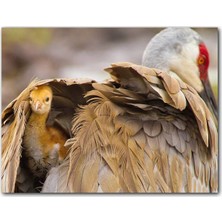 Caka Tablo Ahşap Tablo Akbaba Kanatları Arasında Yavrusu