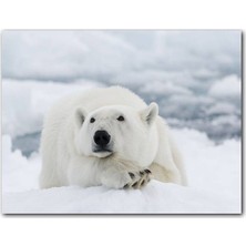 Caka Tablo Ahşap Tablo Kutup Ayısının Kar Keyfi