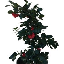 Armenbotanik Camellia Japonica - Kamelya Ağacı Büyük Boy