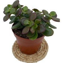 Nadir Kaktüs Crassula Ovata (Para Ağacı) 8.5 cm Saksıda