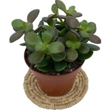 Nadir Kaktüs Crassula Ovata (Para Ağacı) 8.5 cm Saksıda