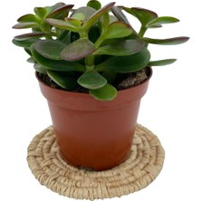 Nadir Kaktüs Crassula Ovata (Para Ağacı) 8.5 cm Saksıda