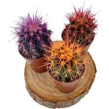 Nadir Kaktüs Renkli Kaktüs Echinocactus Grusonii 3'Lü Set