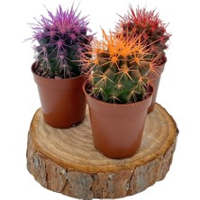 Nadir Kaktüs Renkli Kaktüs Echinocactus Grusonii 3'Lü Set