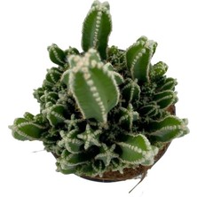 Nadir Kaktüs Acanthocereus Tetragonus (Perili Şato) Çap 12.5 Kaktüs