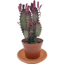 Nadir Kaktüs Euphorbia Trigona Rubra 8.5 cm Saksıda