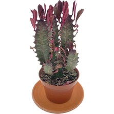 Nadir Kaktüs Euphorbia Trigona Rubra 8.5 cm Saksıda