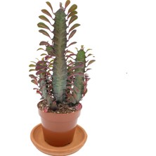 Nadir Kaktüs Euphorbia Trigona Rubra 12.5 cm Saksıda