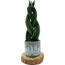 Nadir Kaktüs Örgülü Sansevieria Cylindrica (Örgülü Paşa Kılıcı)