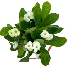 Nadir Kaktüs Beyaz Euphorbia Milii (Dikenler Tacı)