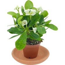 Nadir Kaktüs Beyaz Euphorbia Milii (Dikenler Tacı)