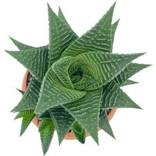 Nadir Kaktüs Haworthiopsis Limifolia Çap 8.5