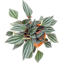 Nadir Kaktüs Pepromia Caperata (Zümrüt Dalgası)