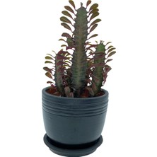 Nadir Kaktüs Euphorbia Trigona Rubra 12.5 cm Saksıda