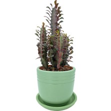 Nadir Kaktüs Euphorbia Trigona Rubra 12.5 cm Saksıda