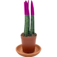 Nadir Kaktüs Pembe Kadife Sansevieria Cylindrica (Paşa Kılıcı)