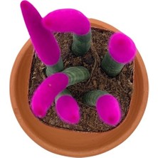 Nadir Kaktüs Pembe Kadife Sansevieria Cylindrica (Paşa Kılıcı)