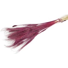 Nettenevime Kuru Çiçek Doğal Bordo Başak 35GRAM 1. Kalite Şoklanmış Bozulmaz