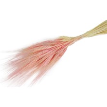 Nettenevime Kuru Çiçek Doğal Pembe Başak 35GRAM 1. Kalite Şoklanmış Bozulmaz