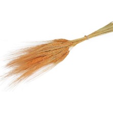 Nettenevime Kuru Çiçek Doğal Turuncu Başak 35GRAM 1. Kalite Şoklanmış Bozulmaz