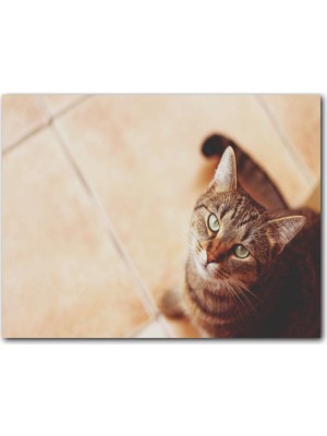 Caka Tablo Ahşap Tablo Kahve Rengi Kedi
