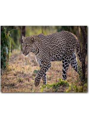 Caka Tablo Ahşap Tablo Kuru Otların Üzerinde Yürüyen Leopar