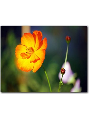 Caka Tablo Ahşap Tablo Yabani Portakal Çiçeği