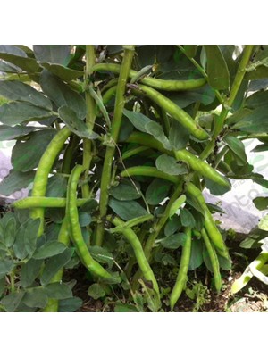 Fide Sepeti Börülce Tohumu 1 kg 1 Paket