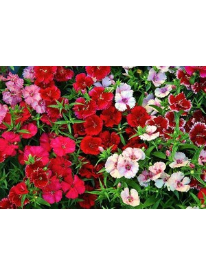 Fide Sepeti Çiçek Tohumu Karanfil (Bodur-Karışık Renkli) 1pkt.