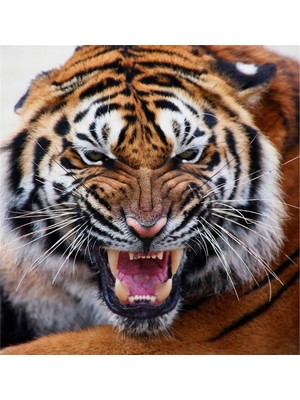 Tablosan Yakın Çekim Aslan Kanvas Tablo