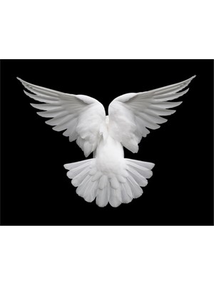 Tablosan Güvercin Kanvas Tablo