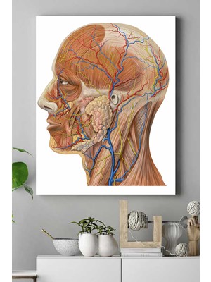 Postermanya Biyoloji Eğitim Kanvas Tablo 21 x 30 cm